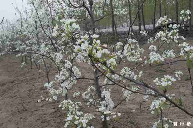 梨树用什么药剂疏花疏果最好(梨树用什么药剂疏花疏果好)